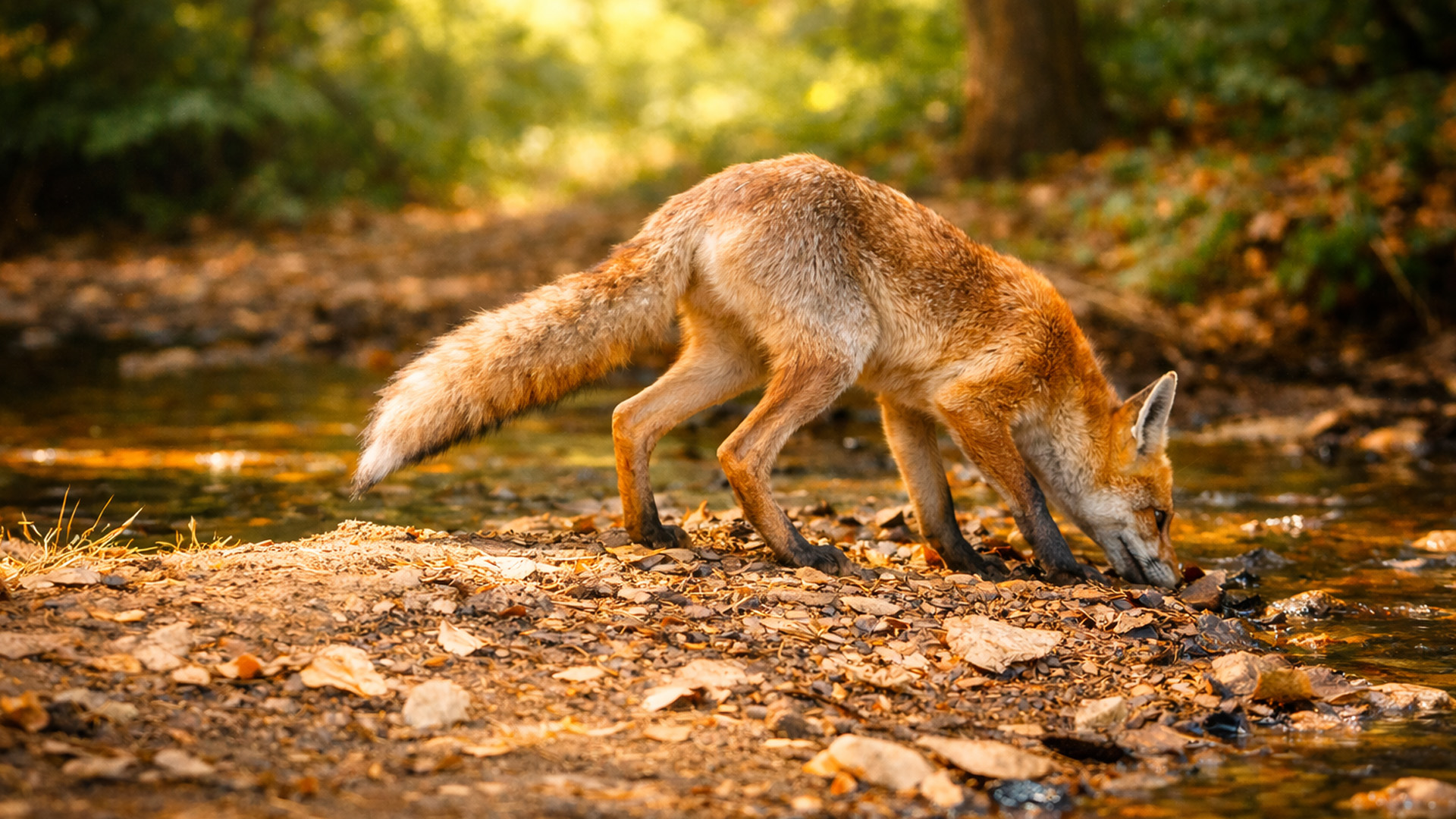 What happened after four weeks of camera trapping