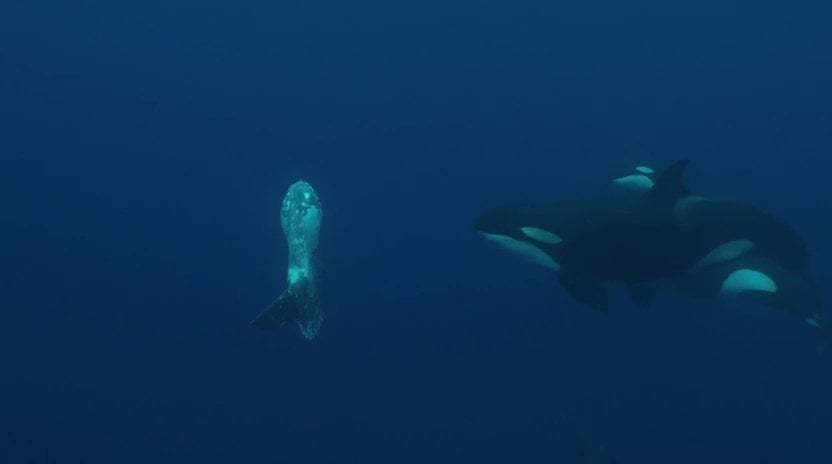 Rare video shows orcas teaching young to hunt sunfish
