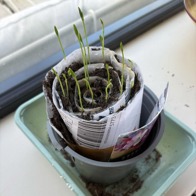 This seed snail hack will maximise your windowsill’s growing potential
