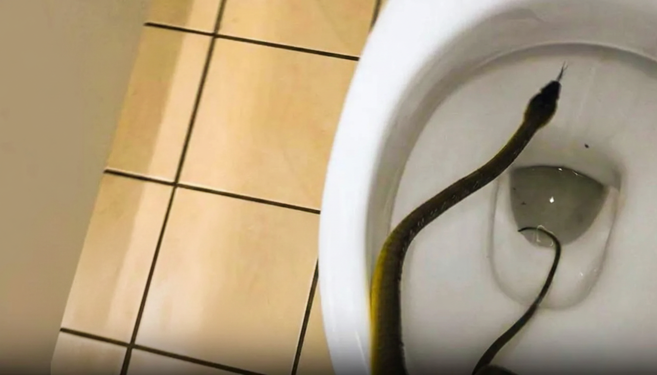 Instinct versus physics – a snake that misjudged its prey