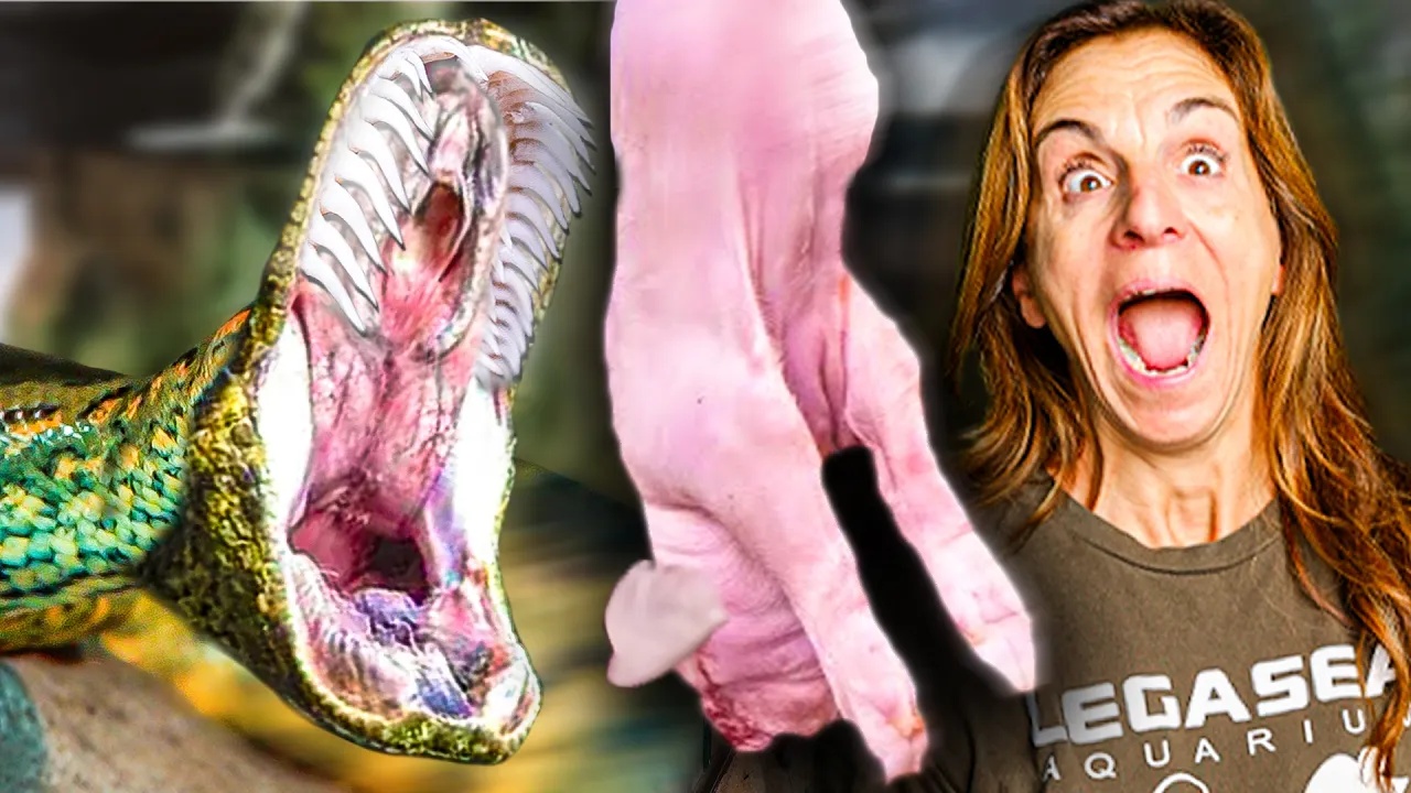 Feeding the giant snakes - Inside a high risk routine