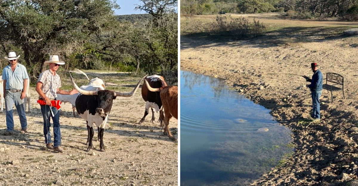 This real working Texas cattle ranch lets you live the cowboy life for ...