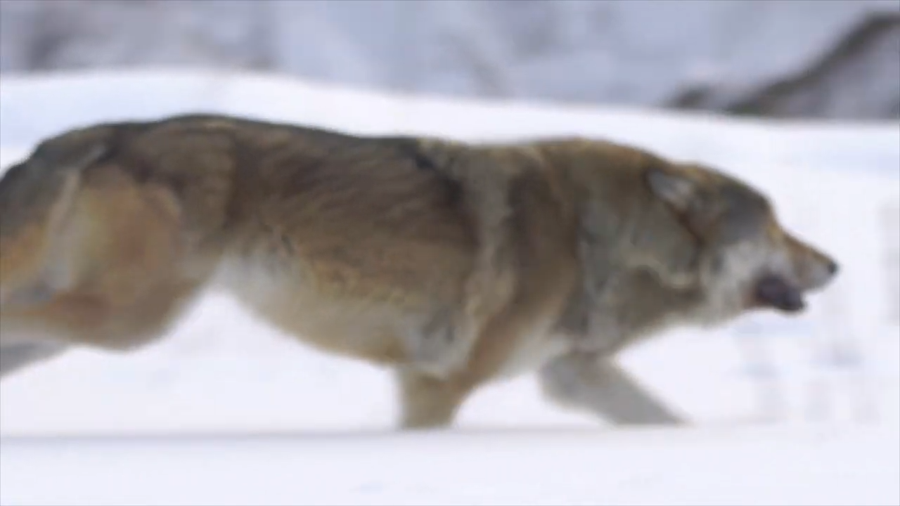These predators were hunted for centuries - now they’re returning