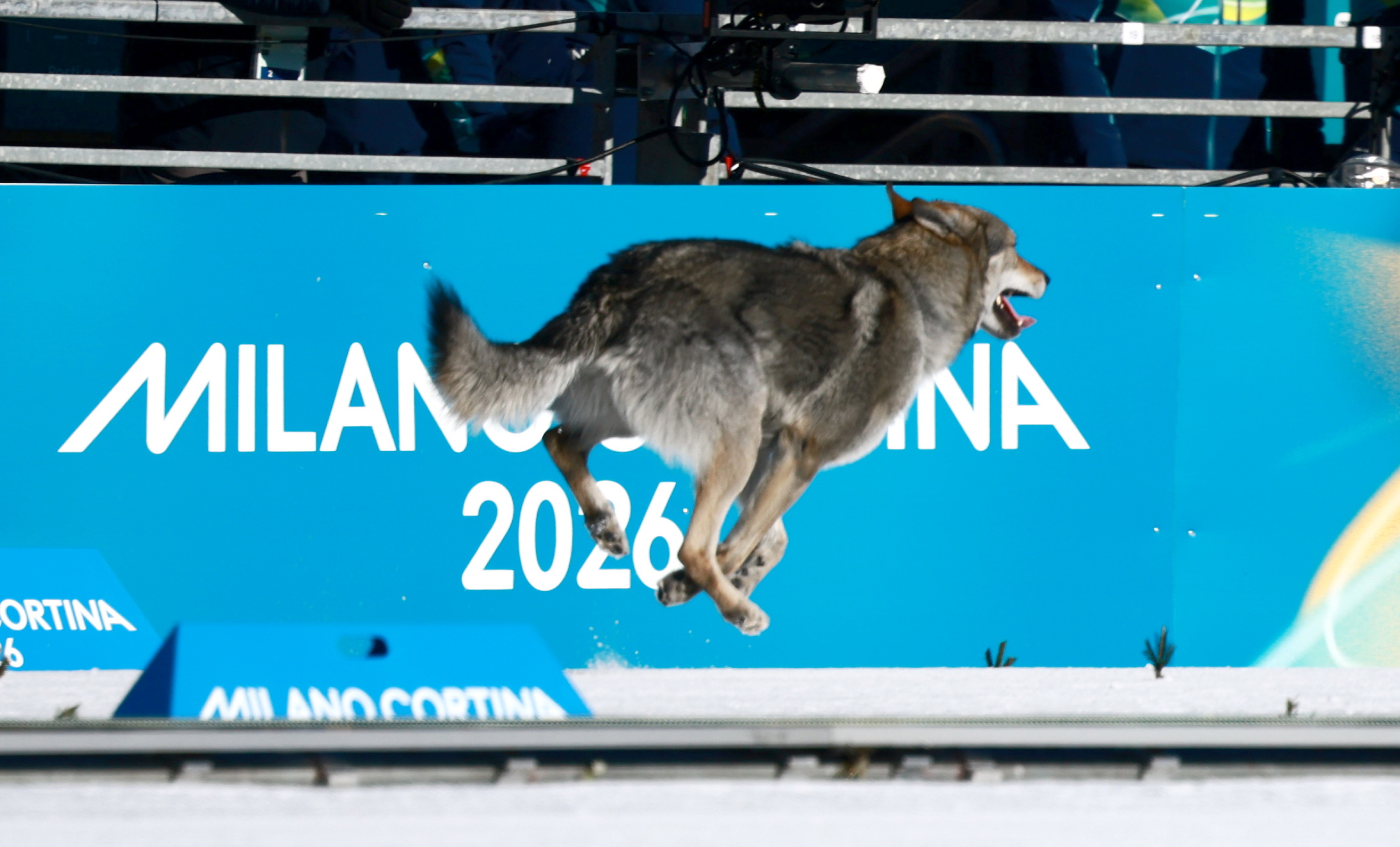 Milano Cortina: Dog gets onto final straight of women's cross-country ...