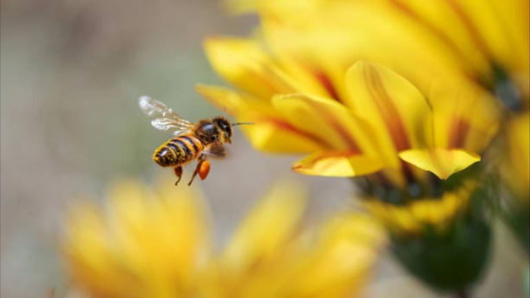Descubrimiento sobre las abejas que deja a los zoólogos sin palabras pueden medir el tiempo