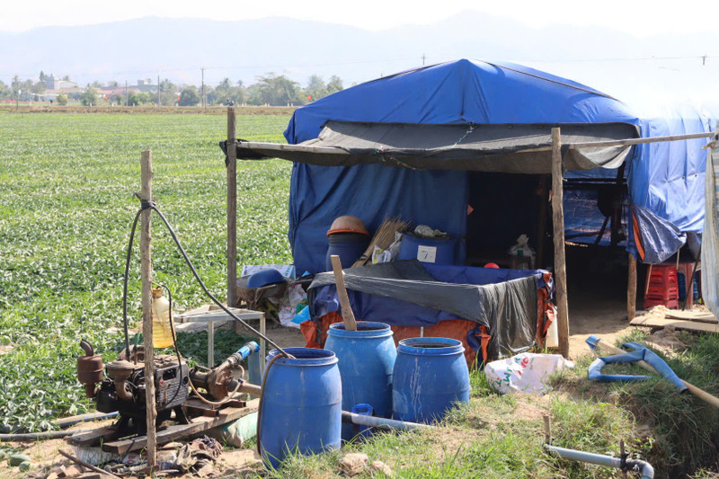 Nhiều nông dân căng lều, mắc võng đón Tết trên ruộng dưa