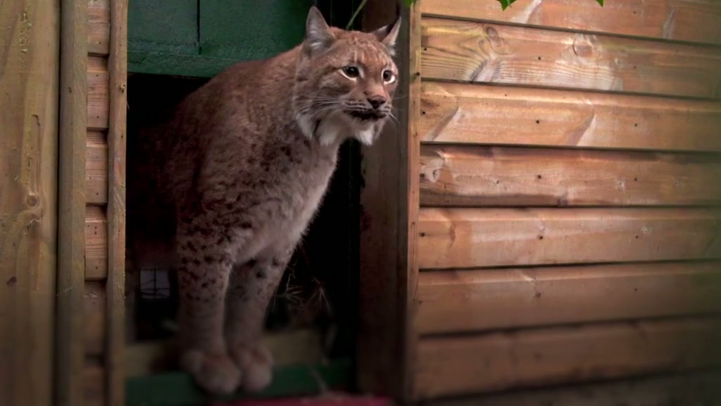 Eurasian lynx takes first steps in UK sanctuary after rescue from Ukraine