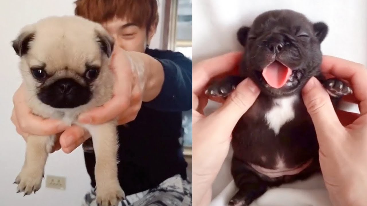 Tiny puppies showing sweet expressions