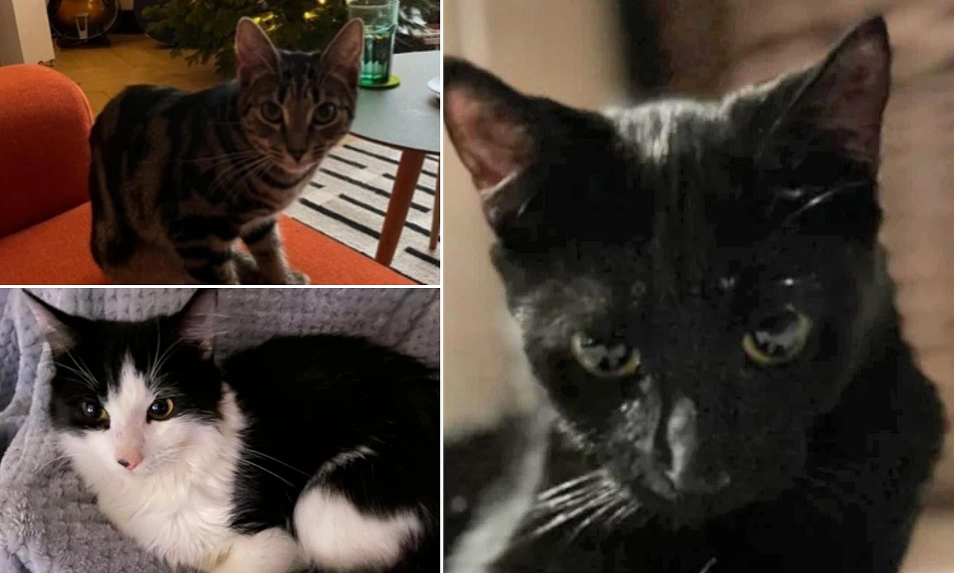 Father who threw his daughter's kittens into River Thames and told her ...