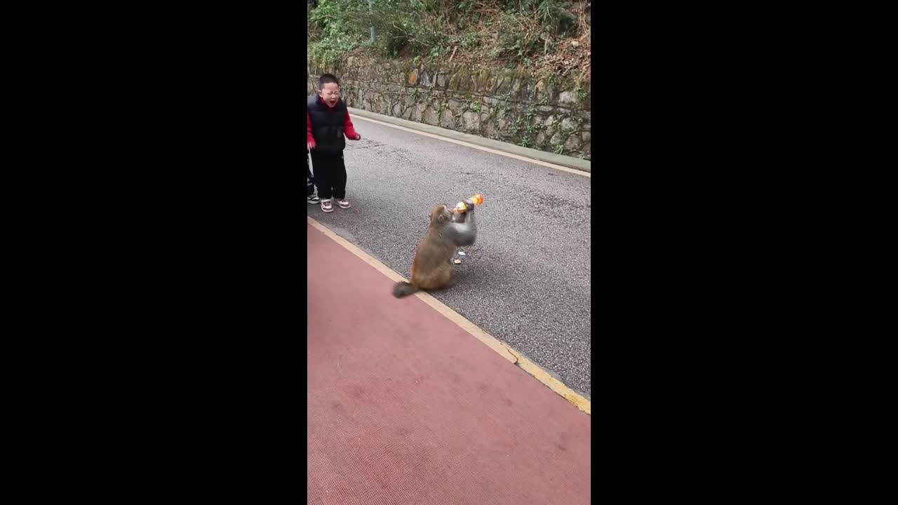 Monkey steals boy's iced tea at park leaving child in tears in China