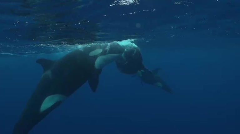 Rare video shows orcas teaching young how to hunt sunfish