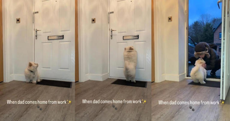 Puppy waits by the door for dad to come home in adorable video