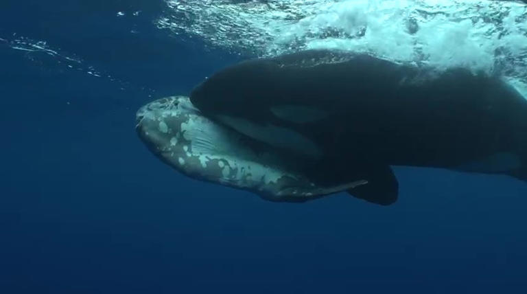 Rare video shows orcas teaching young how to hunt sunfish