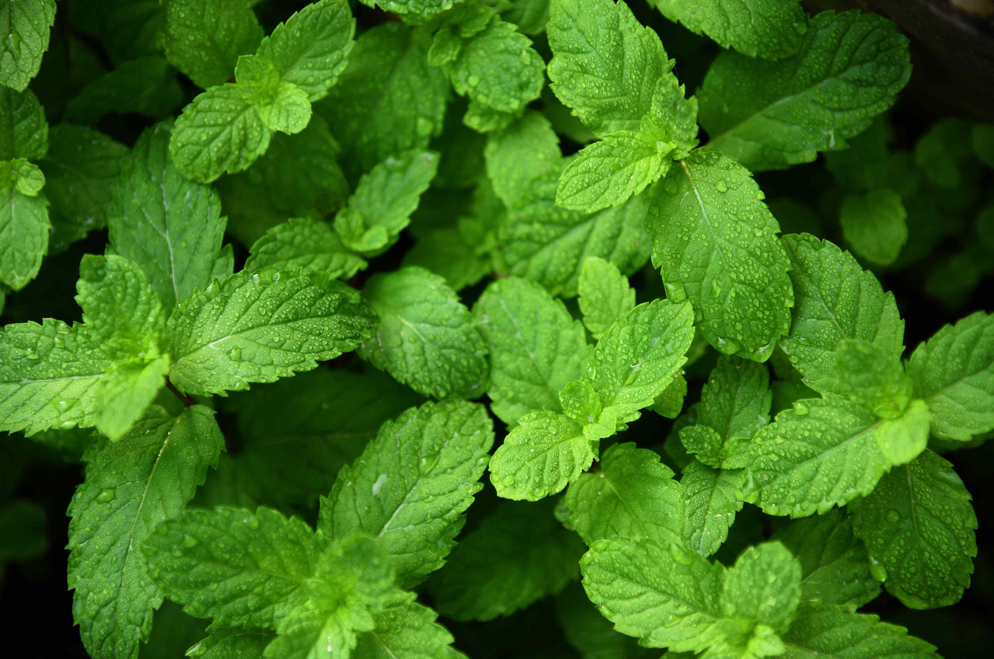 How to propagate mint from cuttings in just a few simple steps