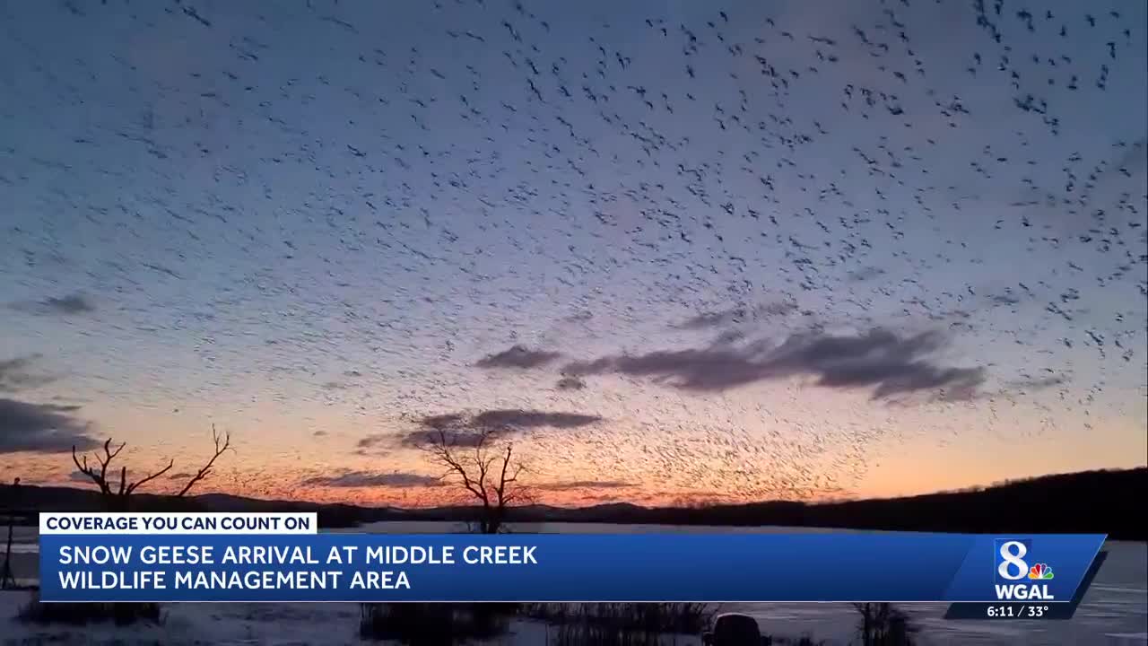 Thousands of snow geese flock to Middle Creek Wildlife Management Area