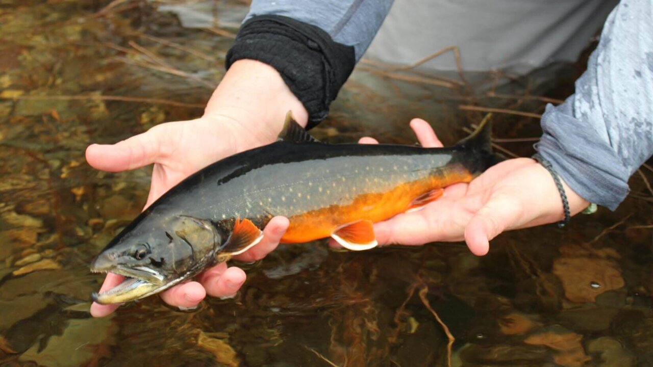 AI model analyzes 52 factors to flag extinction risks for 10,000 fish ...