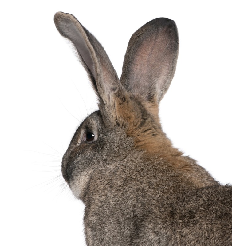 Enormous Flemish giant rabbit is practically the size of his dad