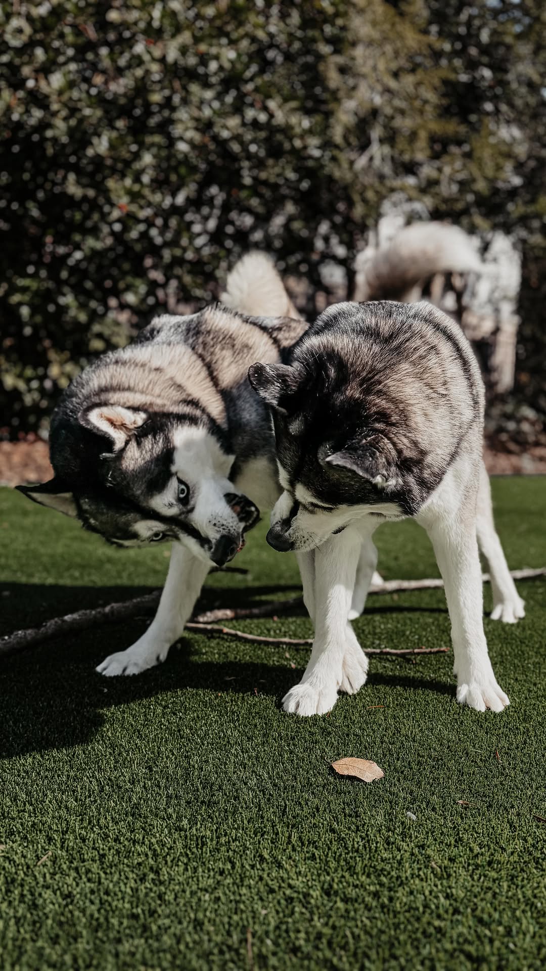 I hate to brag but my huskies have perfect recall