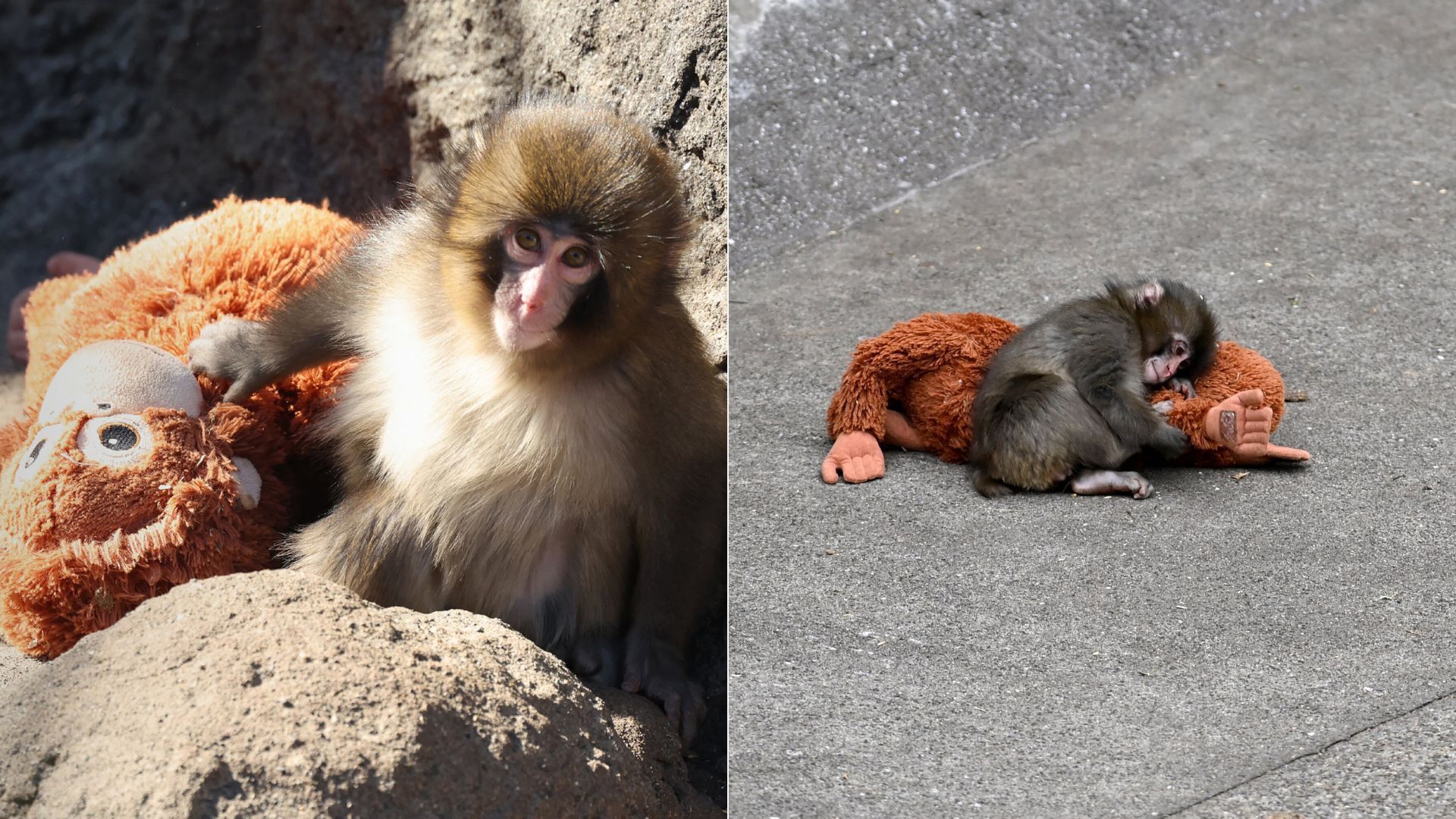 Why would a mother monkey abandon a baby like Punch? We asked primate experts.<br><br>