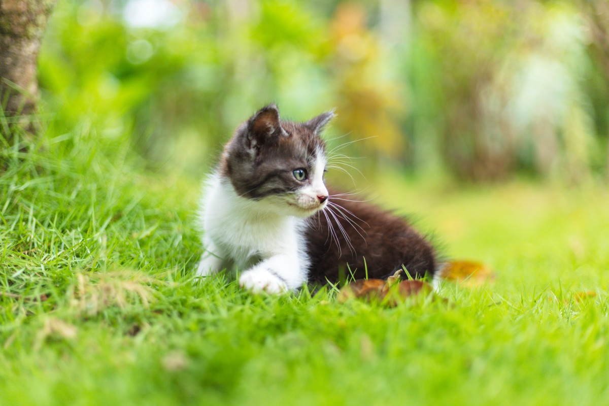 Disabled Kitten Trying So Hard to Play With Her Siblings Will Make You Weep