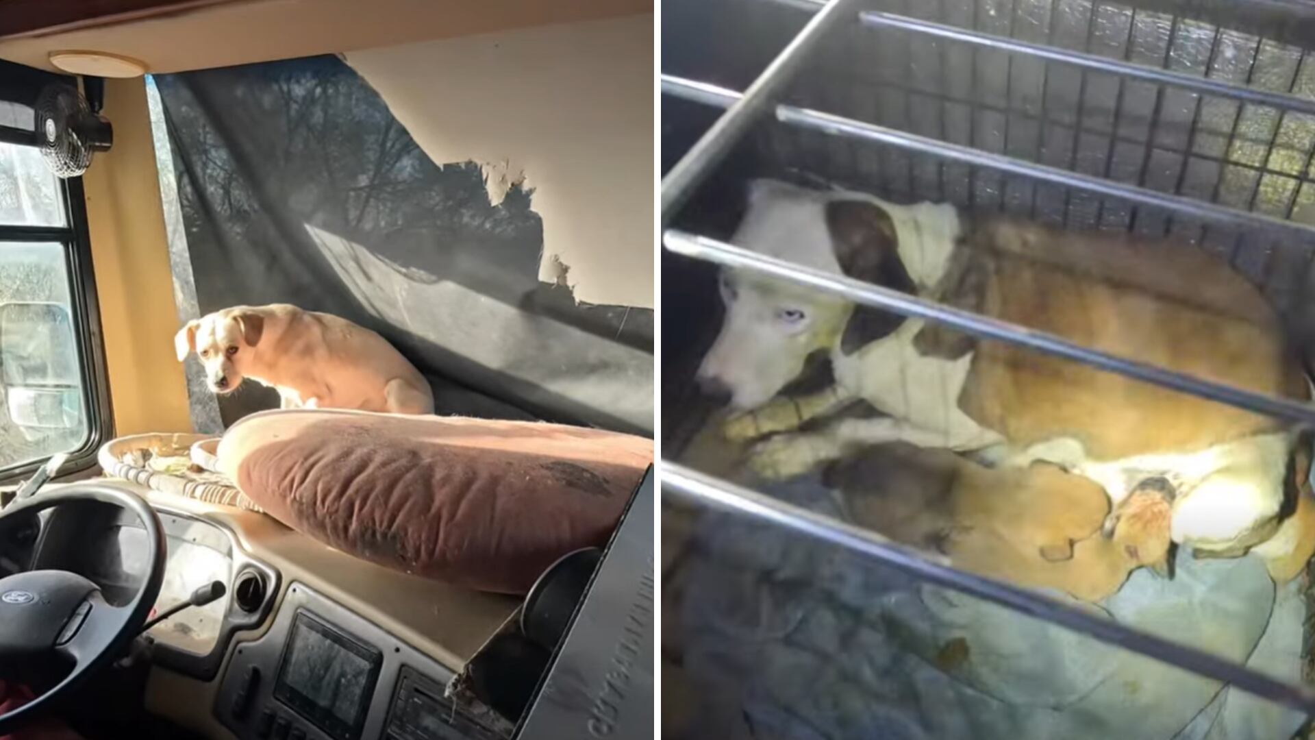 13 more dogs, puppies seized in ongoing animal abuse case near Buckeye