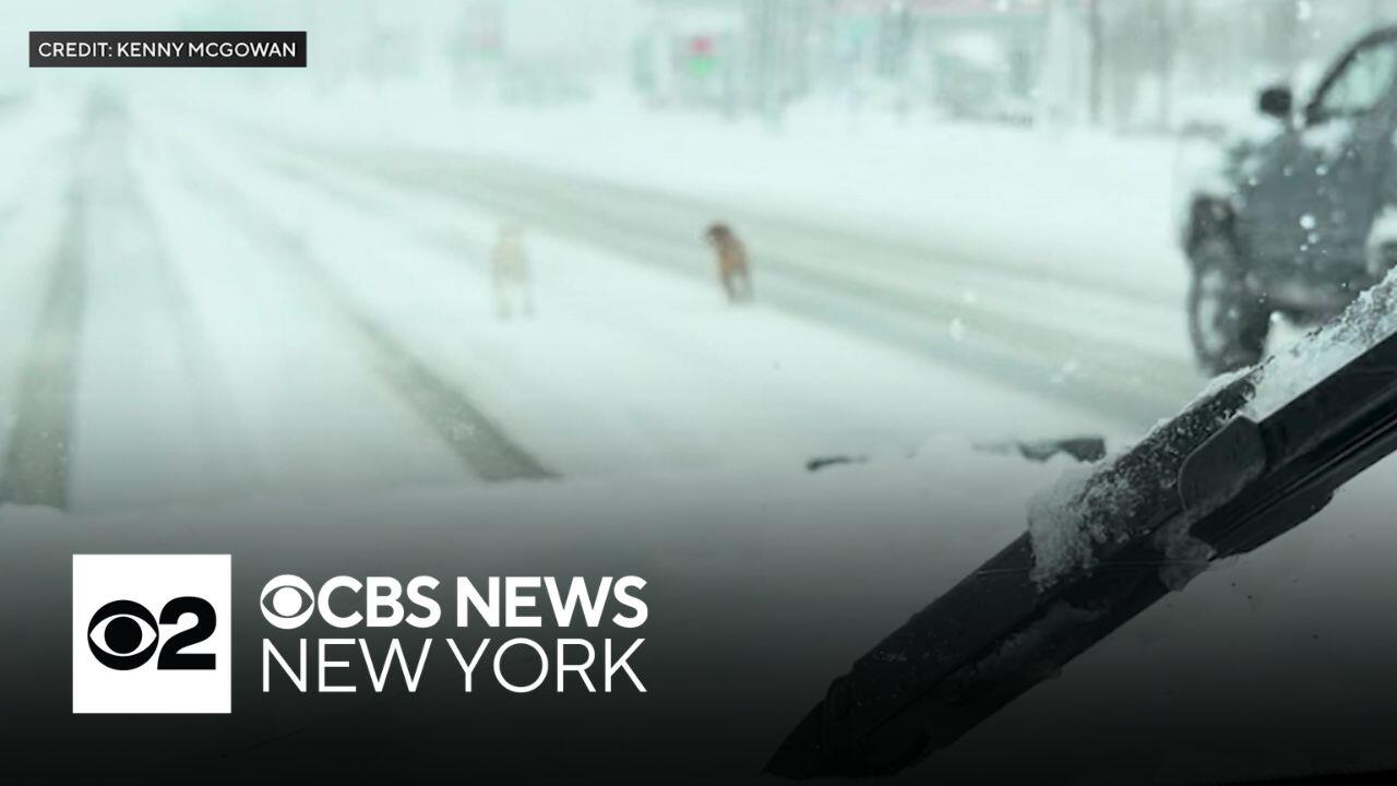 Snow plow driver rescues dogs from blizzard on Long Island<br><br>