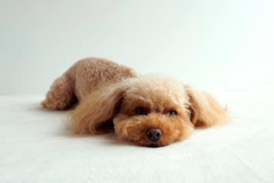 犬が『水分不足』になっているサイン５選 脱水症状の見分け方や予防法まで