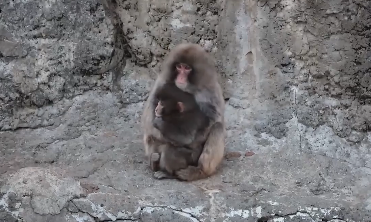 Monkey bodyguard protects Punch at Ichikawa Zoo
