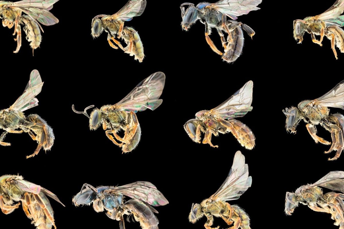 Study reveals 'treasure map' of thousands of undiscovered bee species