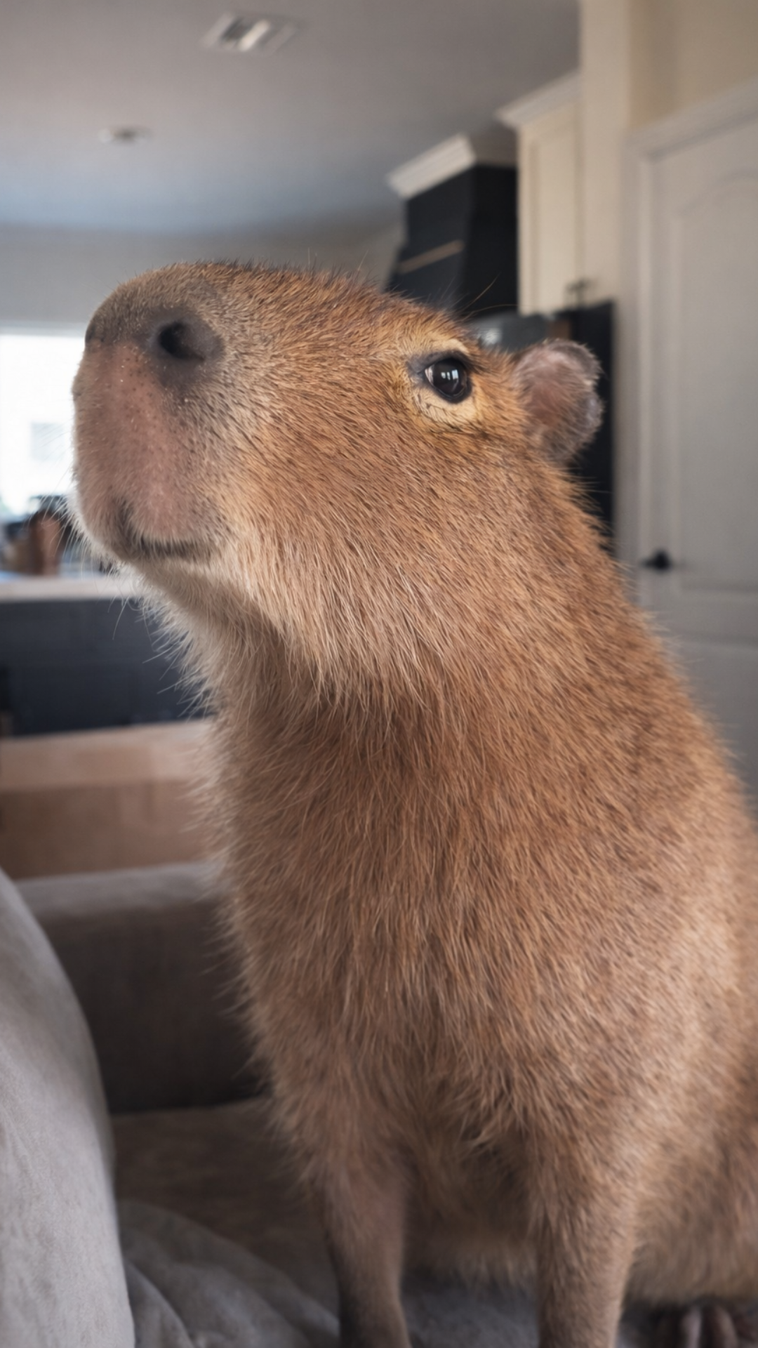 Did Cheesecake the Capybara Approve the Chew Pause Lets See