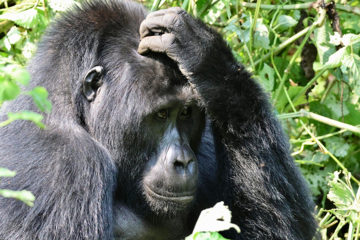 Why now is the time to visit Uganda for the ultimate gorilla encounter