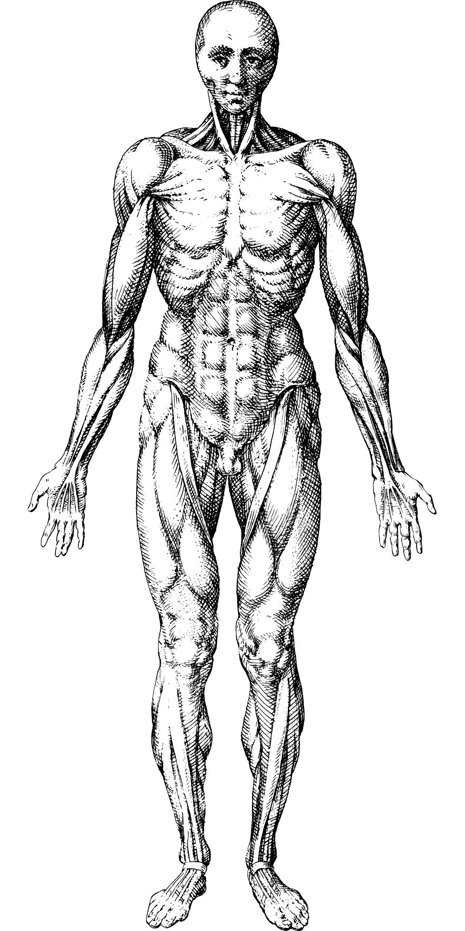 Skeletal muscle retains a 'molecular memory' of repeated disuse, study ...