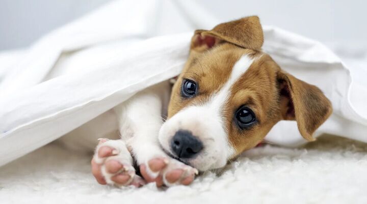 View of 5 tips for bringing a puppy home