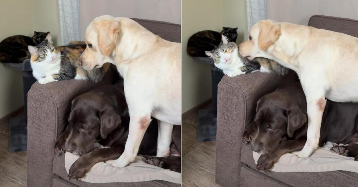 Video: Cat reacts to Labrador's repeated booping