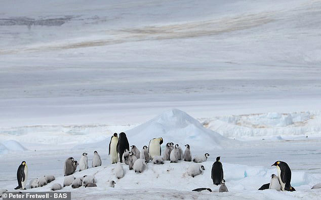 Shrinking sea ice is forcing emperor penguins into crowded groups ...