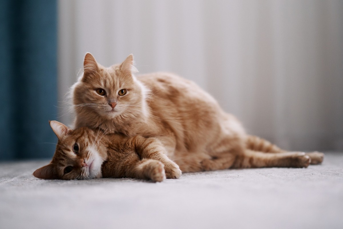 8 cat behaviors decoded by pet behaviorists