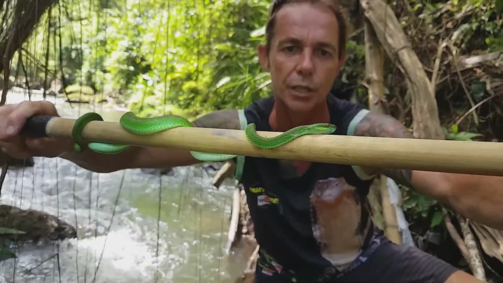 Traditional snake charmer working with cobras and other venomous species