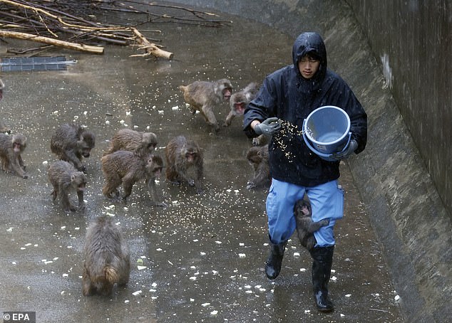 What will happen to Punch the monkey? Scientists reveal the lonely ...