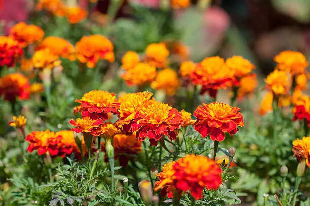 Best care tips for blooming marigolds