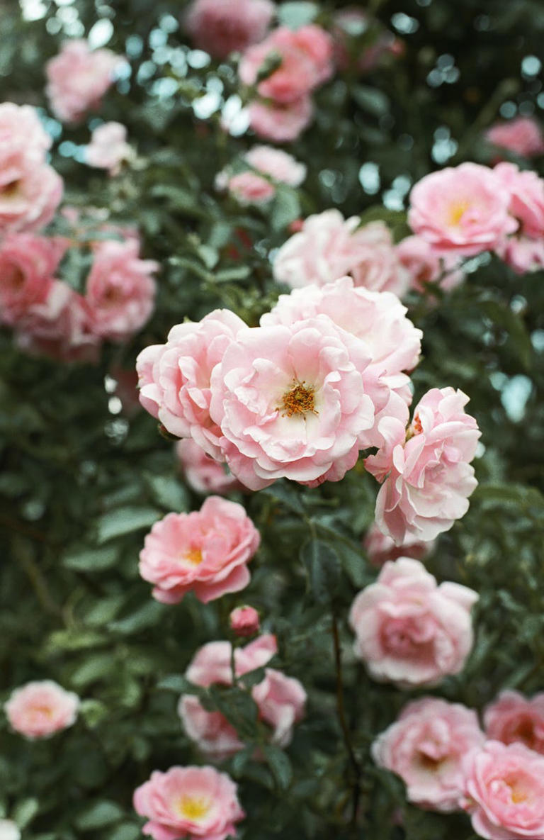 Prune your roses now for bigger summer blooms – just avoid this common ...