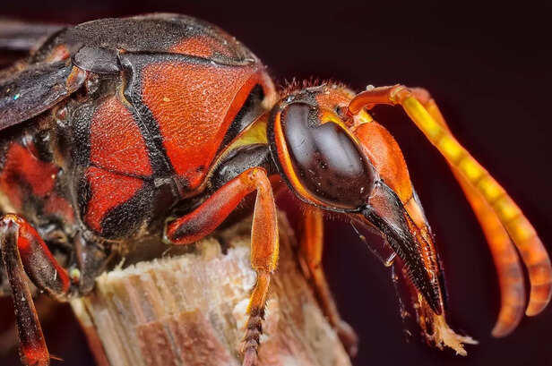 4 most dangerous insects in the world that can kill humans
