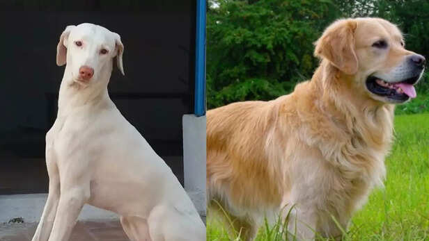 Adopting indie dog vs buying foreign breed, the real difference