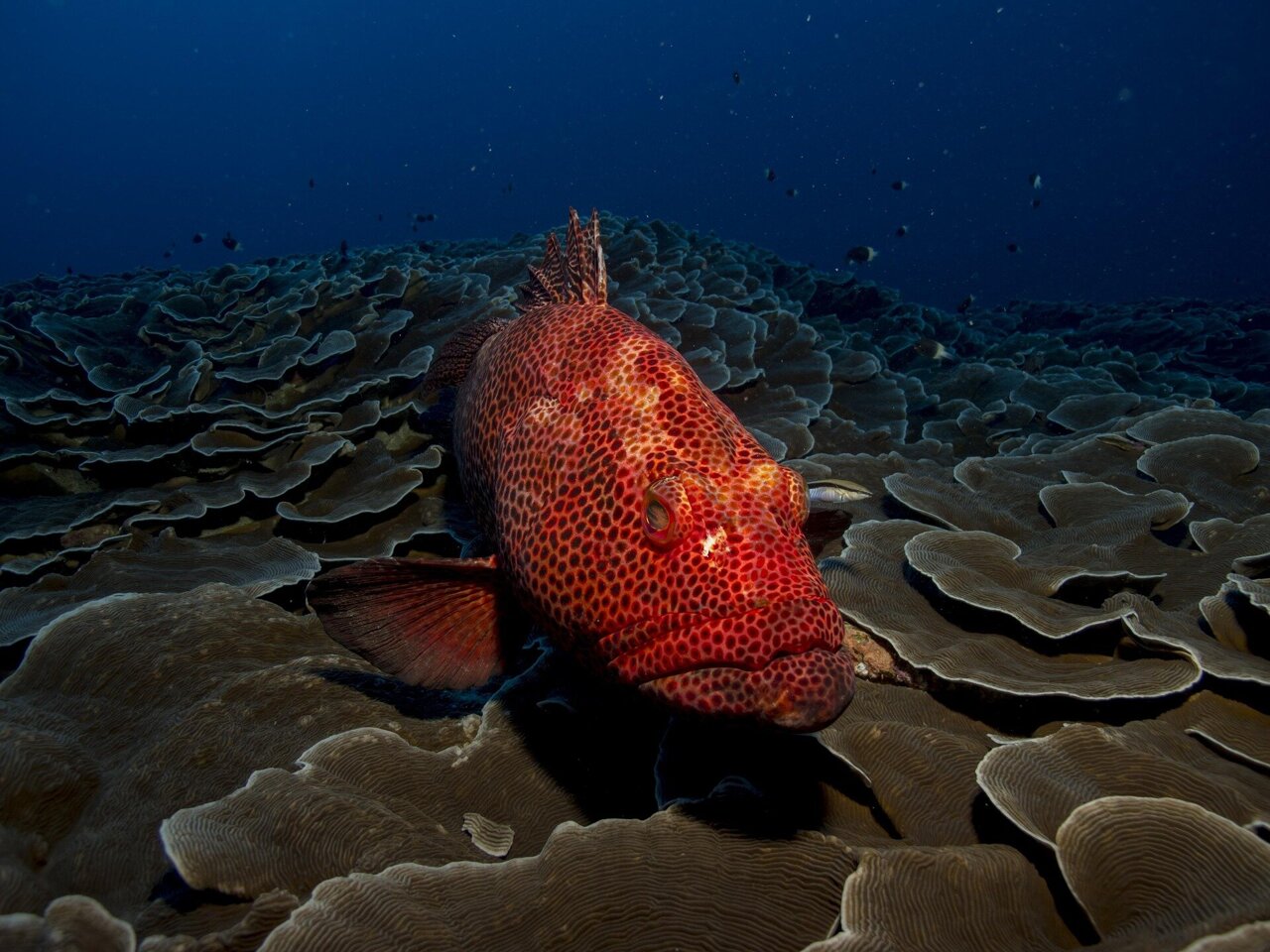 Ocean warming drives a nearly 20% annual decline in fish biomass ...