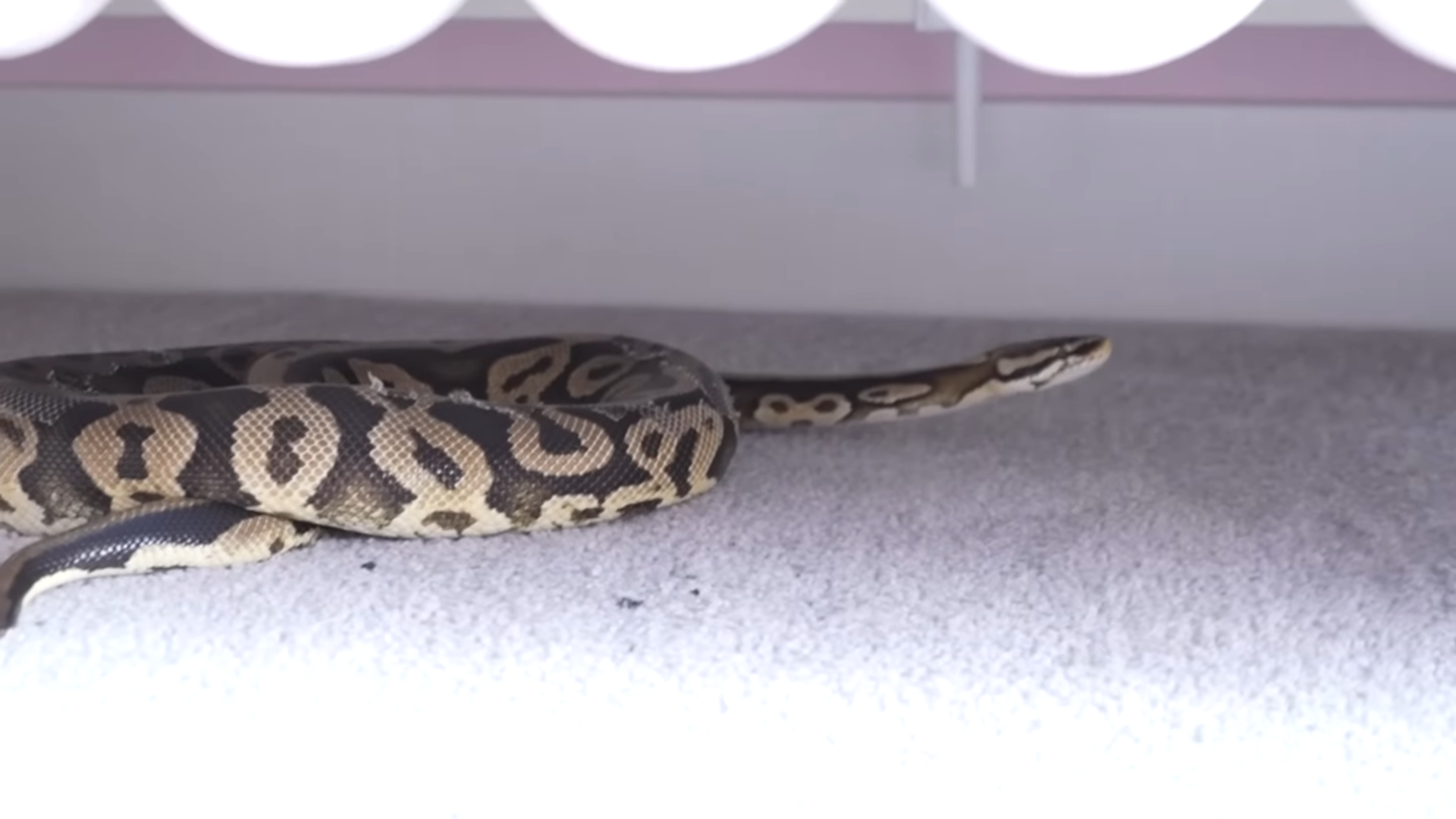 Suburban home shaken by a snake found inside baby’s bedroom