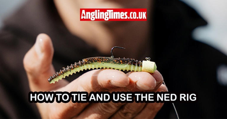Get on the Ned rig for big perch