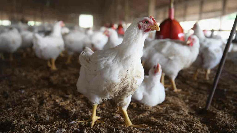 Saudi Arabia | సౌదీలో 40 దేశాల కోళ్లు, గుడ్లపై నిషేధం.. జాబితాలో మన ...