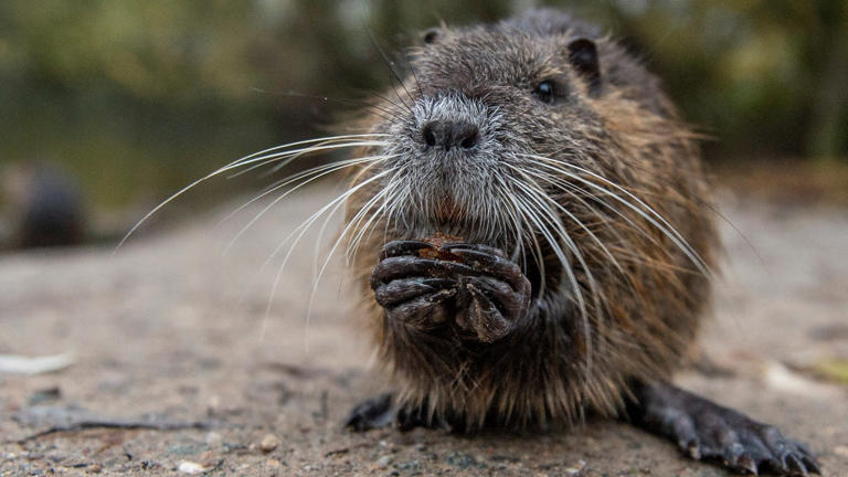 Muskrats are a pest to people and a solution to Michigan's invasive ...