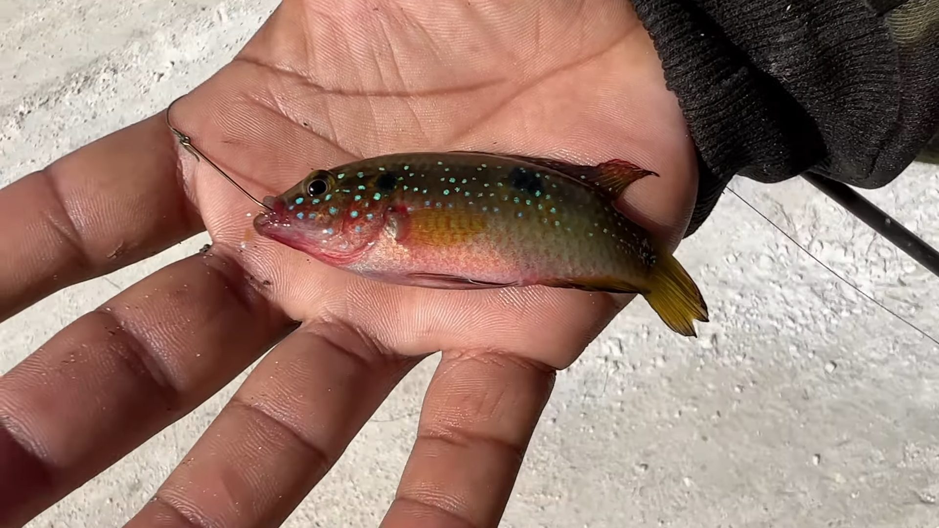 This is what happens when you micro fish in croc infested water