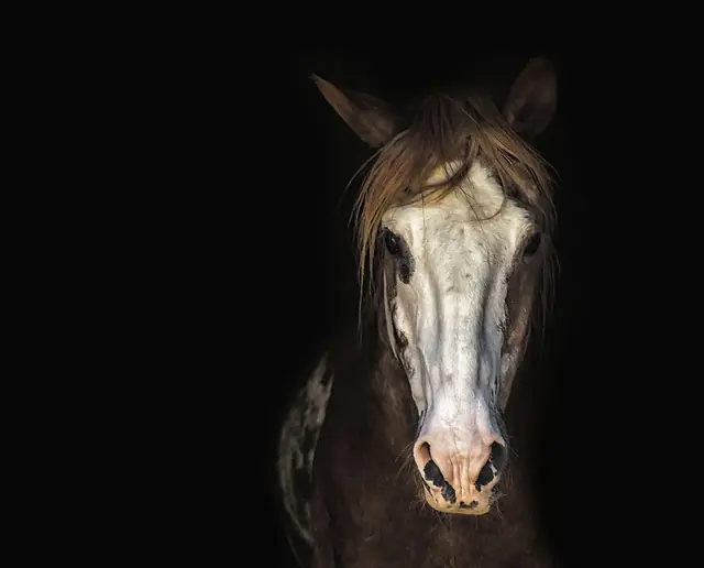 Como os cavalos conseguem dormir em pé? A ciência explica!