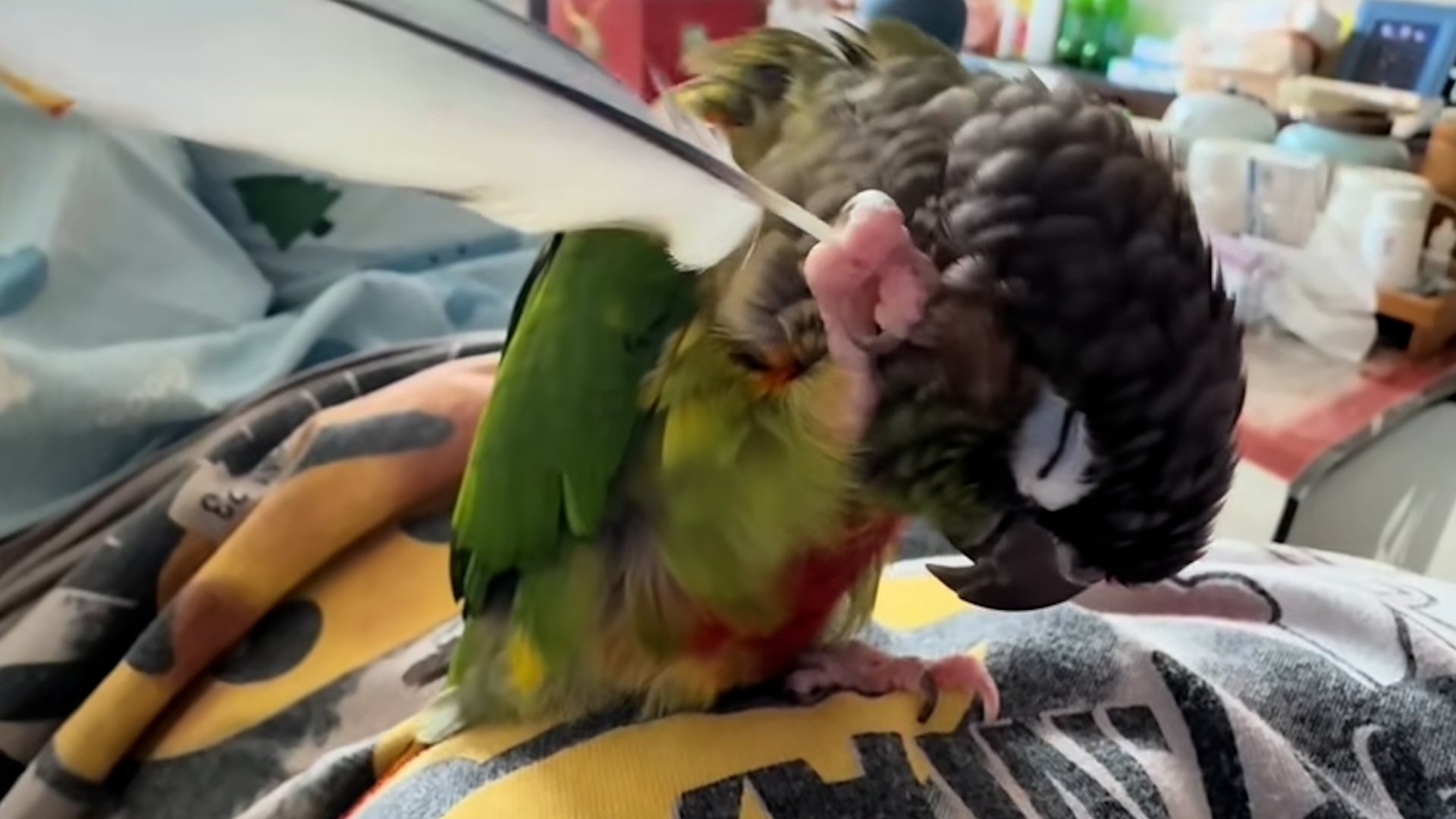 Parrot uses feather to scratch its head in Liaoning, China